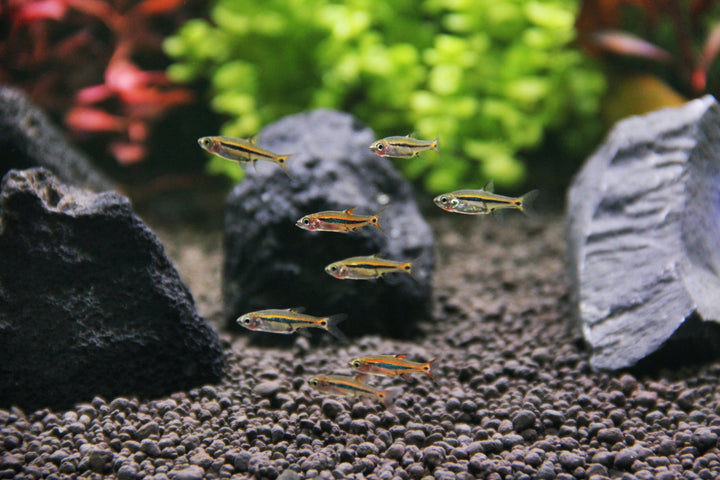 Exclamation Point Rasbora