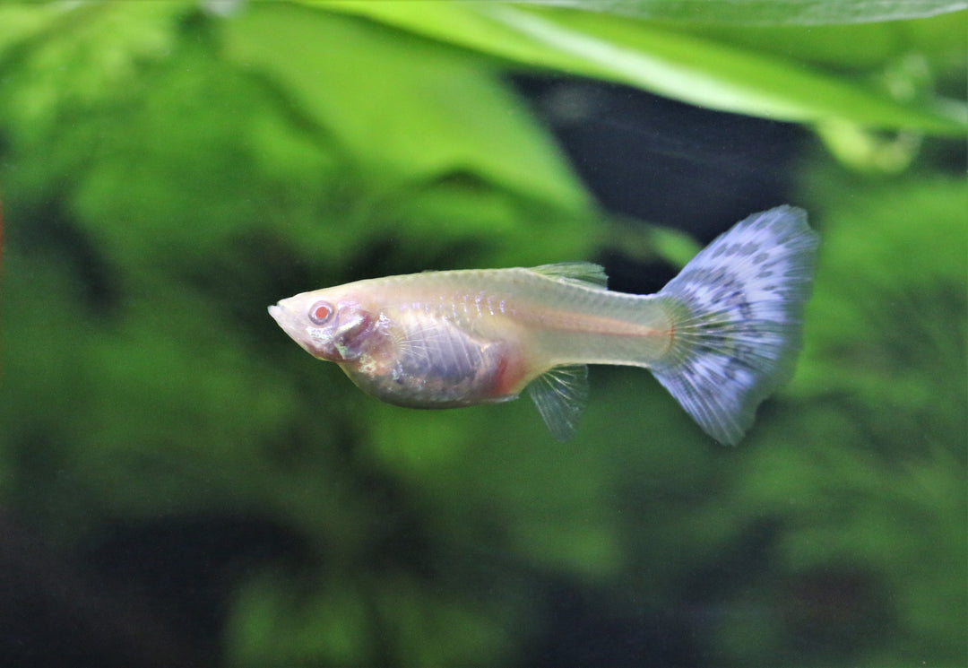 Assorted Female Guppies
