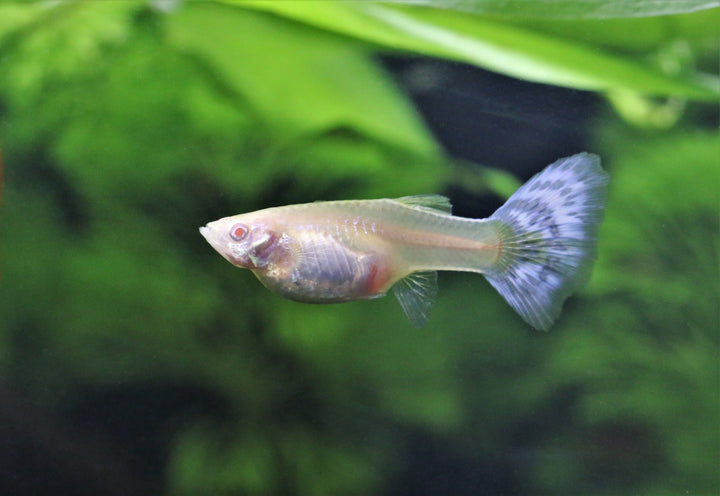 Assorted Female Guppies