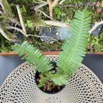 Fern sp.