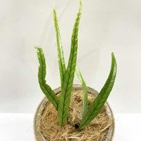 Fern Sp Kalimantan