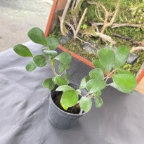 Ficus Deltoidea