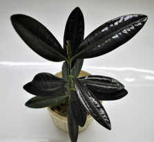 Ficus Elastica Roxb. ex Hornem.