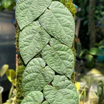 Ficus Villosa