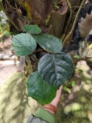 Ficus sp.Papua