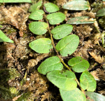 Ficus sp Borneo