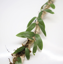 Ficus sp Panama