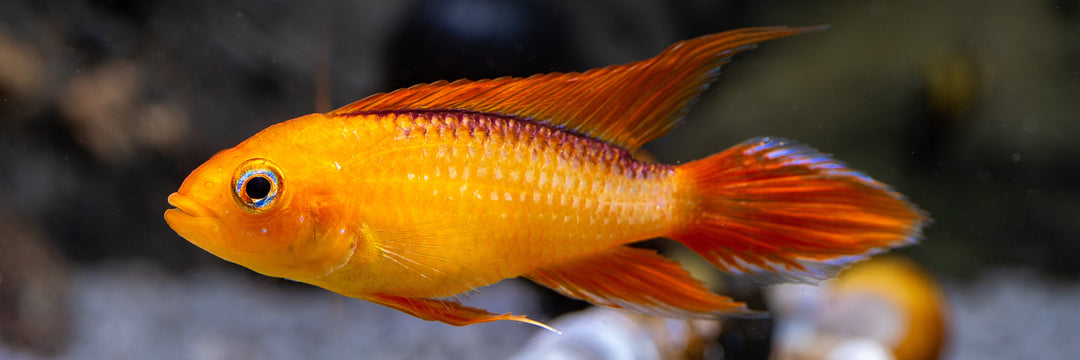 Fire Red Apistogramma