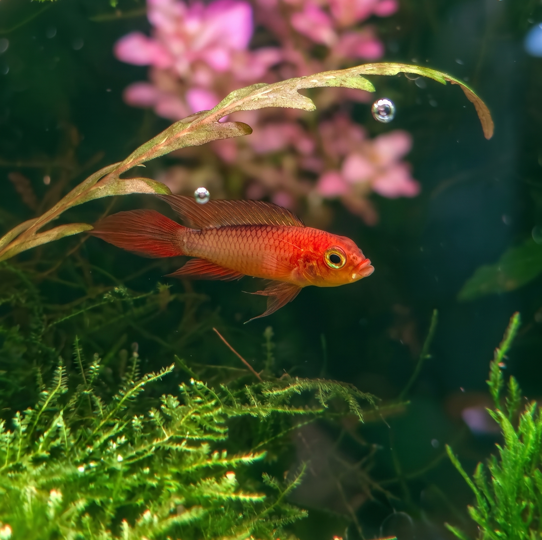 Fire Red Apistogramma