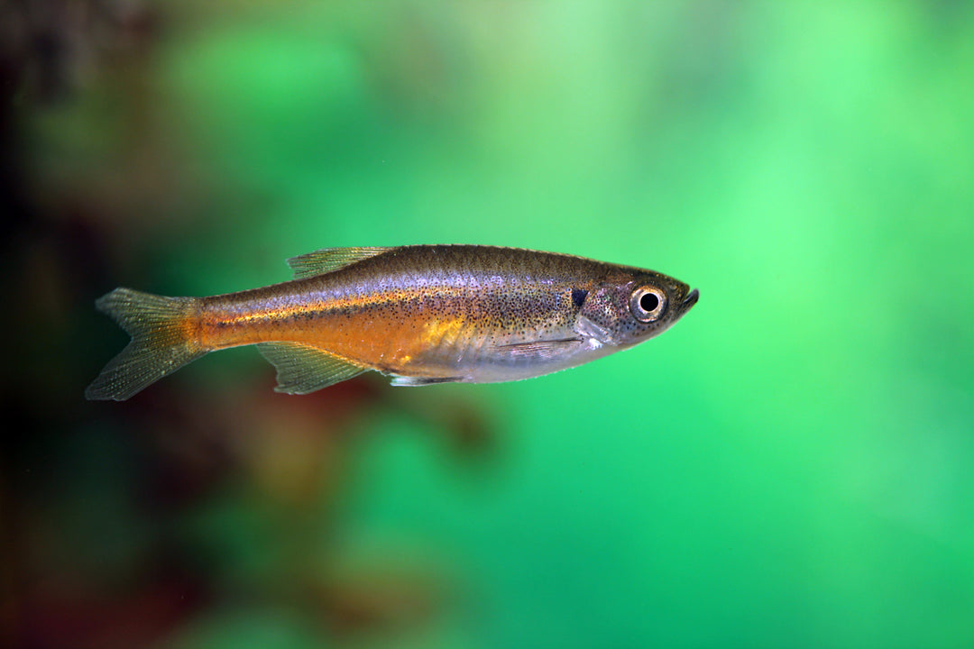 Fireline Danio