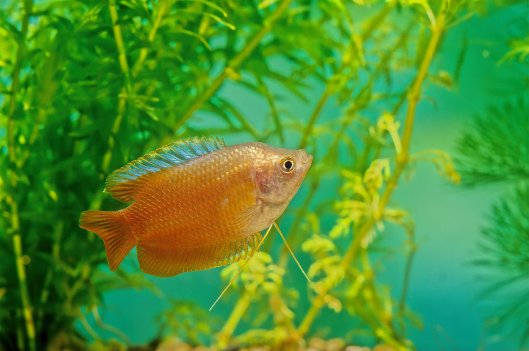 Flame Dwarf Gourami