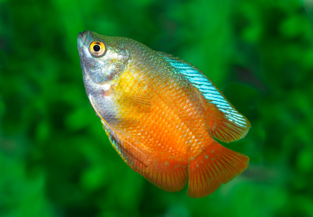 Flame Dwarf Gourami
