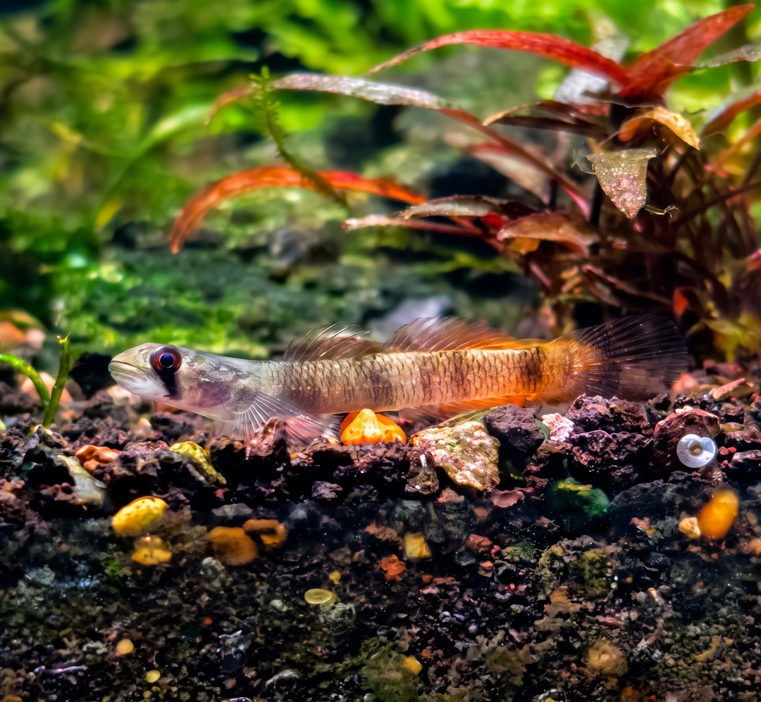 Flaming Arrow Goby