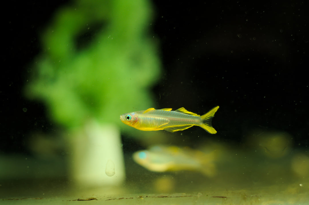Forktail Blue Eye Rainbow