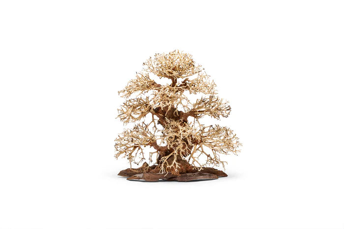 UNS Bonsai 002