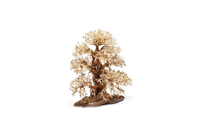 UNS Bonsai 002