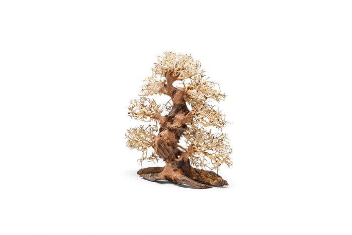 UNS Bonsai 002