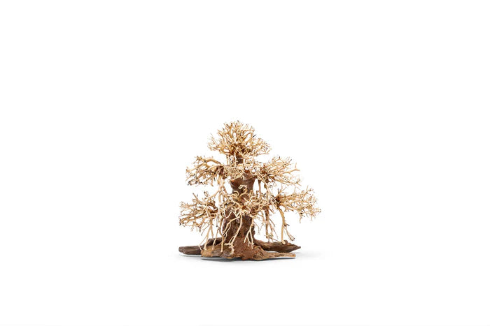 UNS Bonsai 002