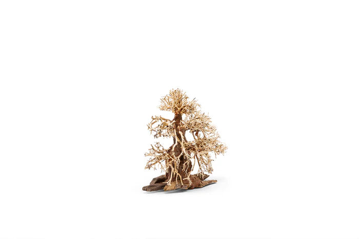 UNS Bonsai 002