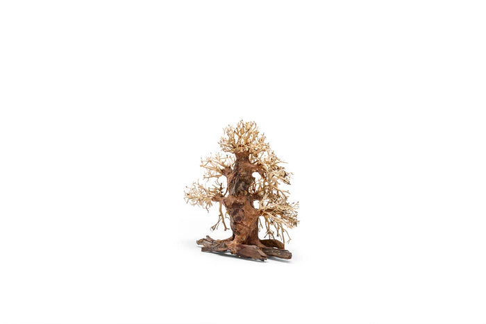 UNS Bonsai 002