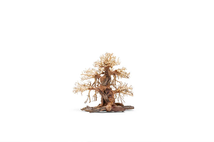 UNS Bonsai 002