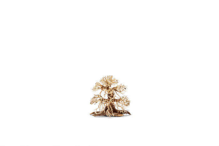 UNS Bonsai 002