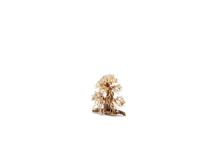 UNS Bonsai 002
