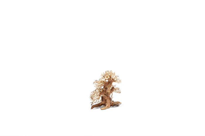 UNS Bonsai 002