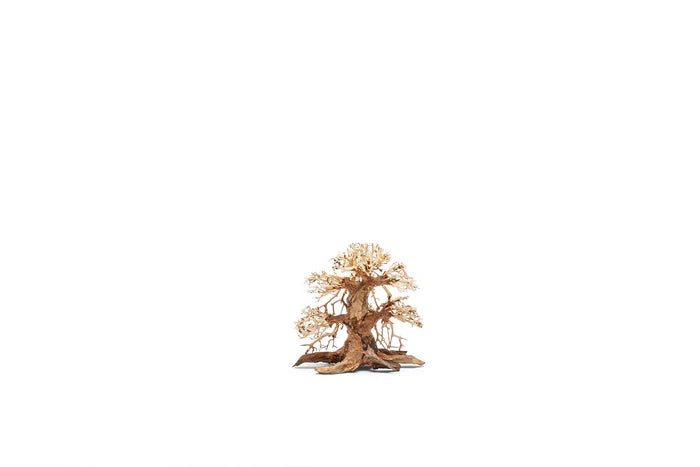 UNS Bonsai 002
