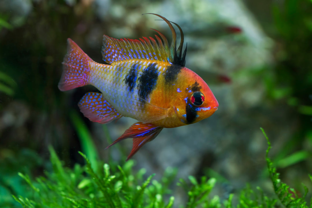 German Blue Ram