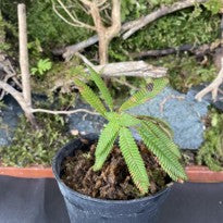 Gesneria Sp New