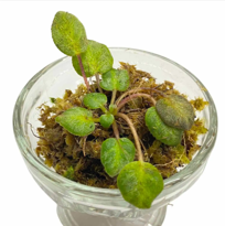 Gesneria Sp round
