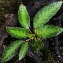 Gesneria sp