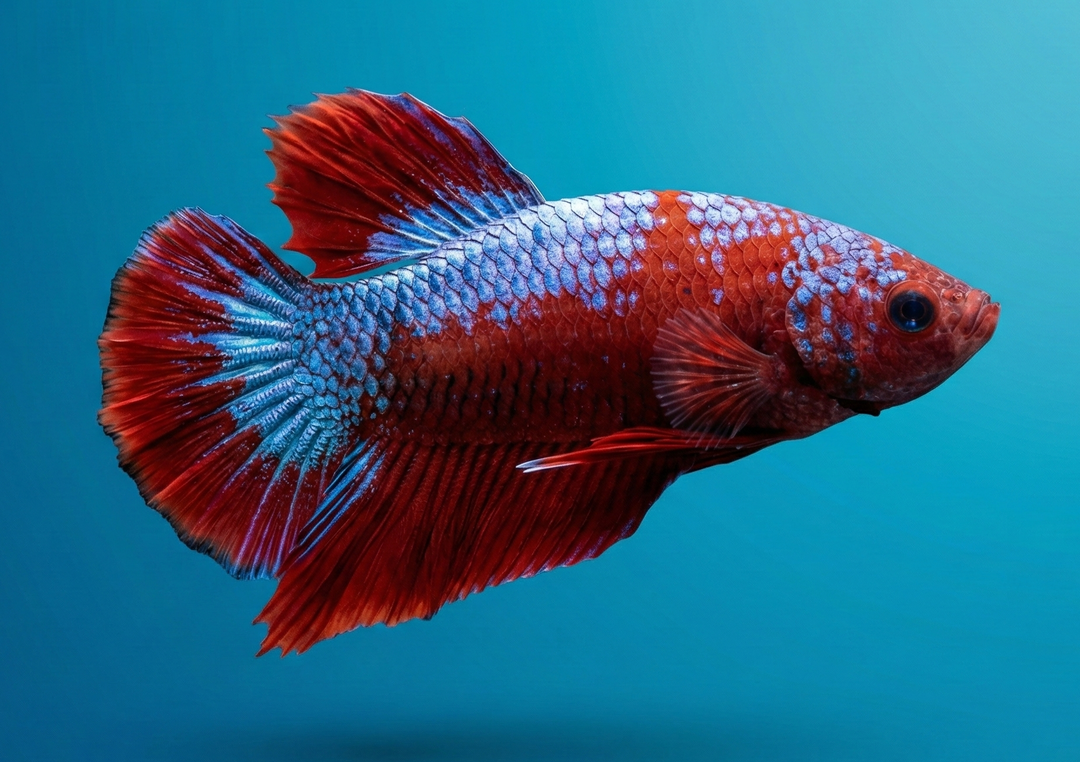 Giant Halfmoon Plakat Male Betta