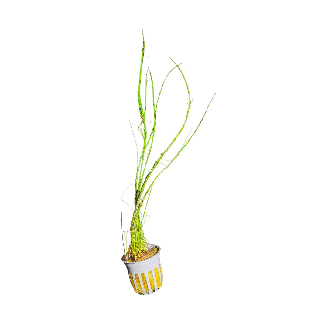 Hairgrass