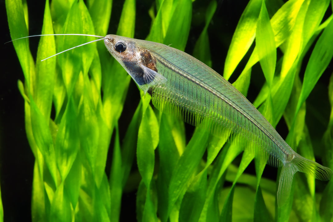 Glass Catfish