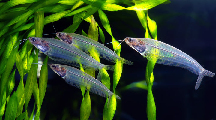 Glass Catfish