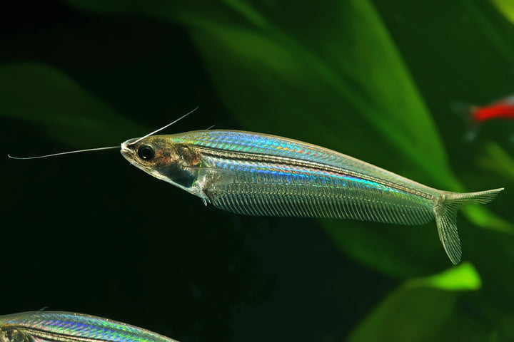 Glass Catfish