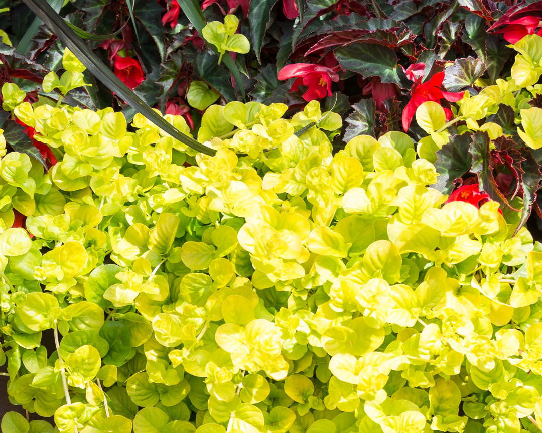 Gold Creeping Jenny