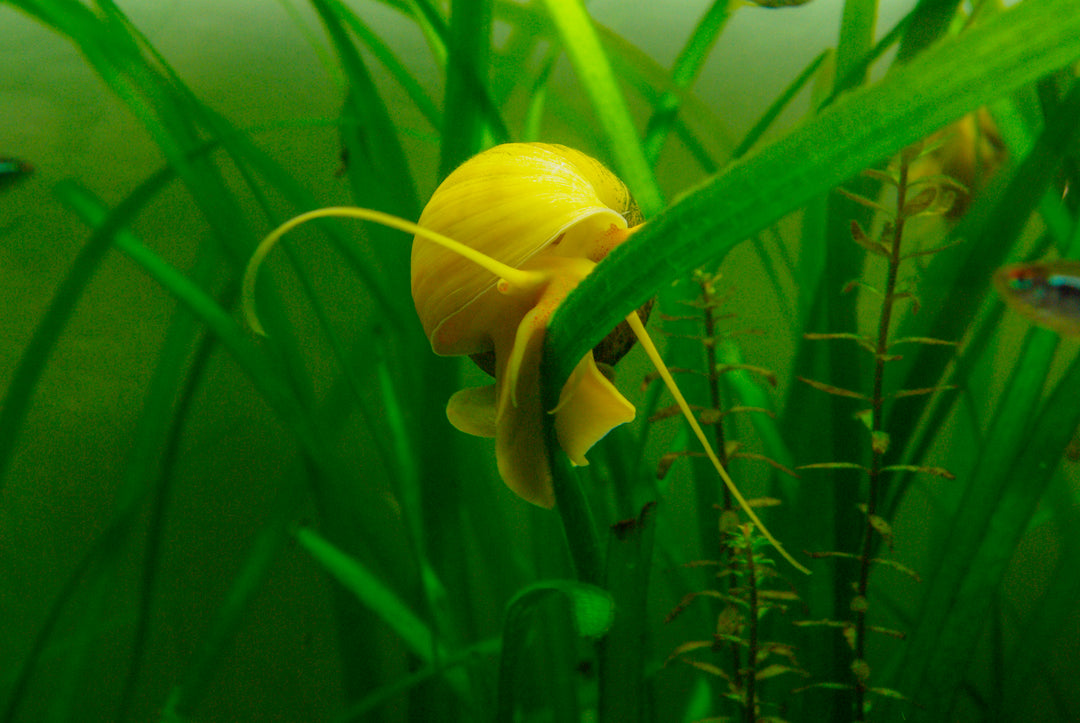 Gold Mystery Snail