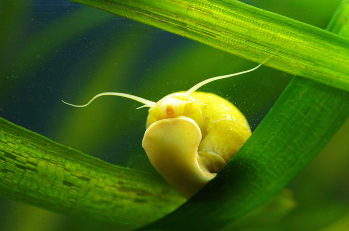 Gold Mystery Snail