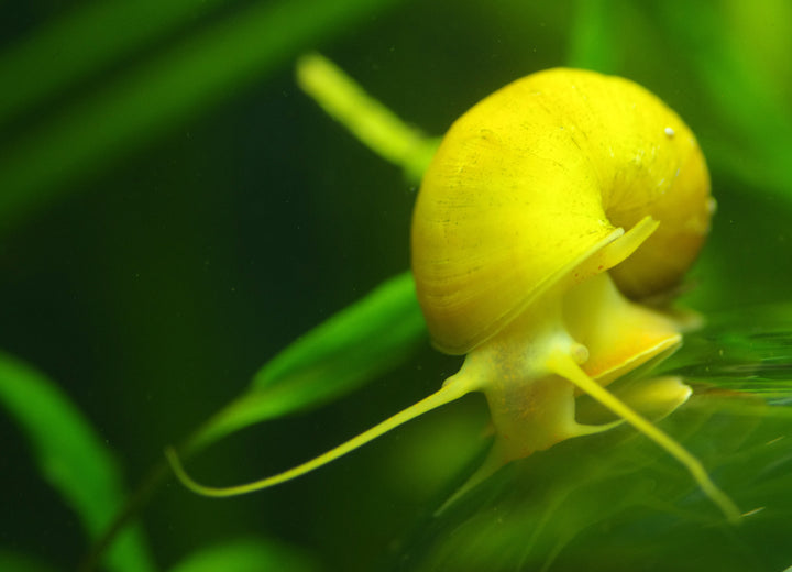 Gold Mystery Snail