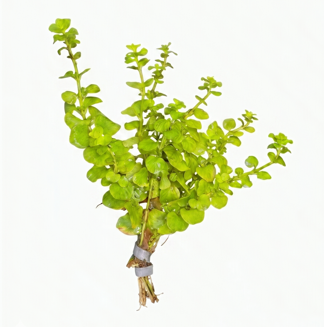 Golden Lloydiella