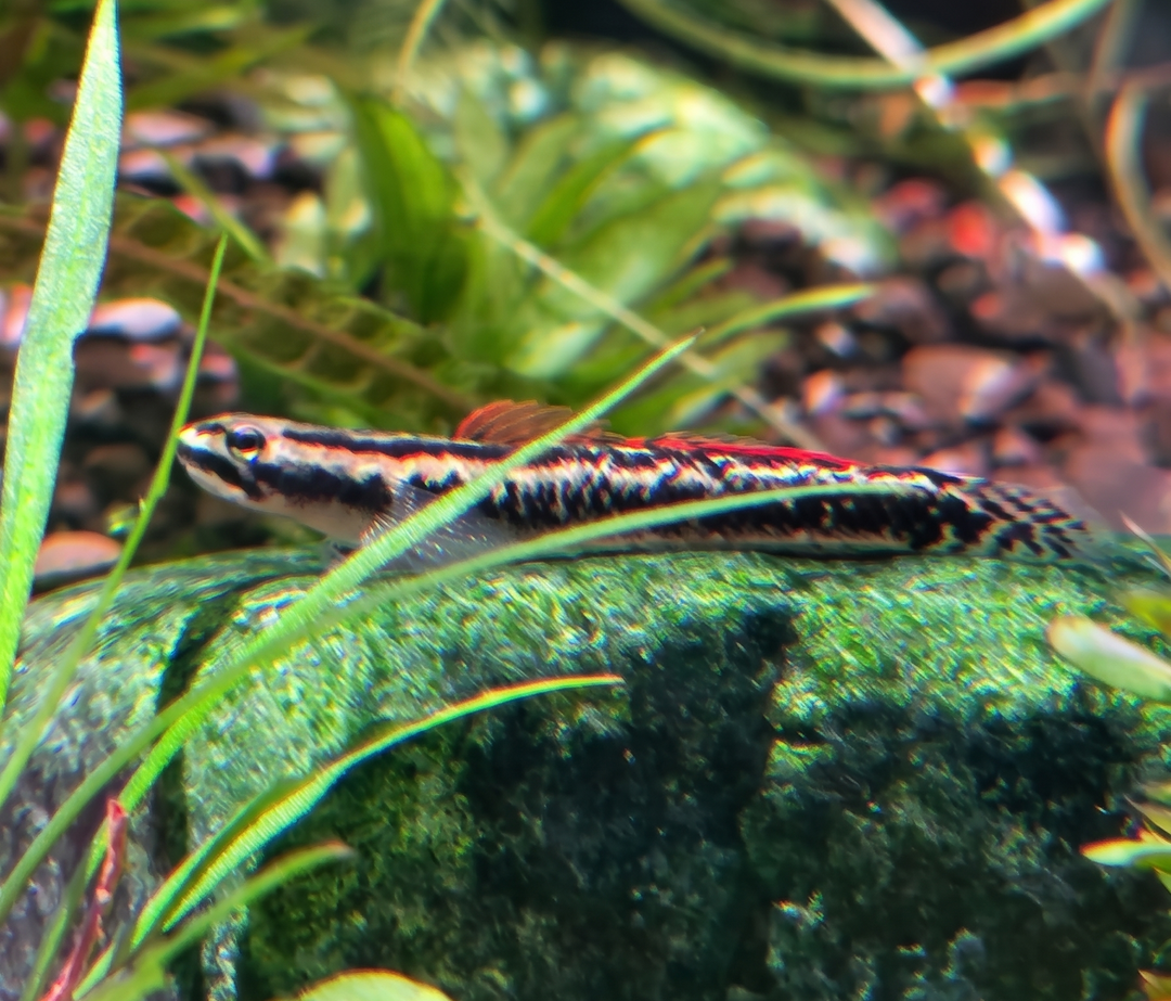 Golden Striped Goby