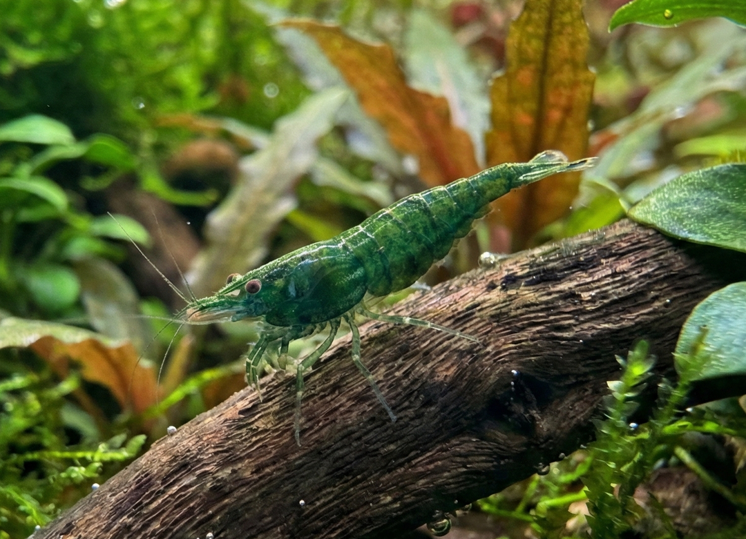 Green Diamond Neocaridina Shrimp