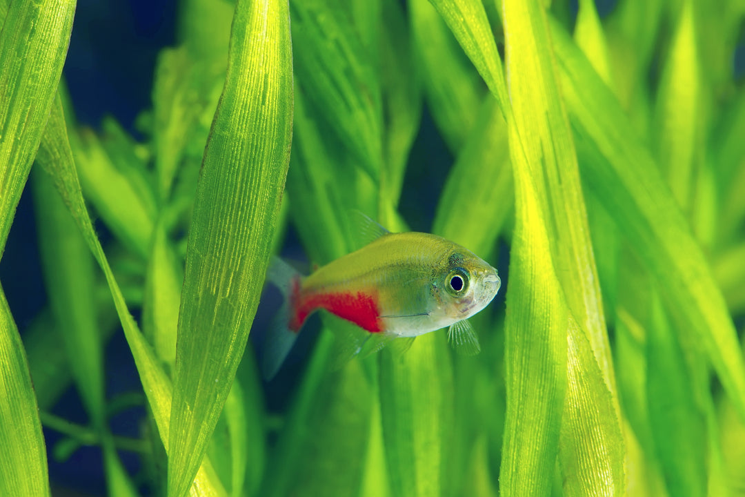 Green Fire Tetra