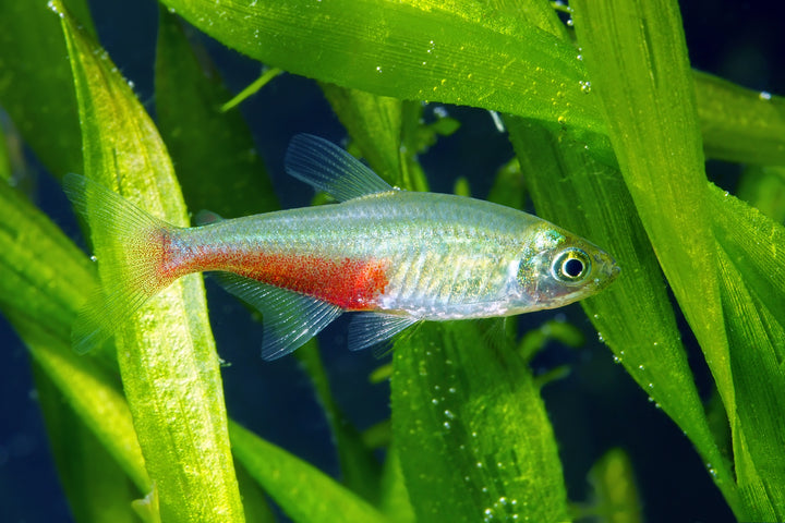 Green Fire Tetra