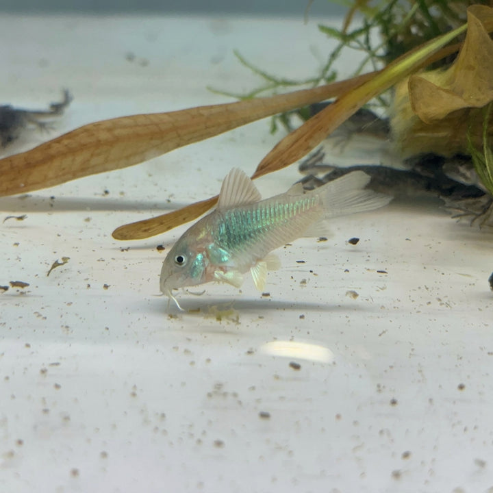Green Aeneus Corydoras
