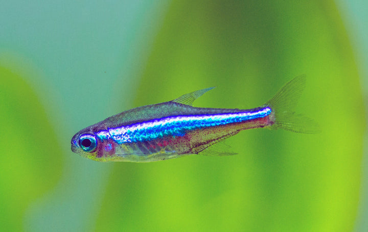 Green Neon Tetra