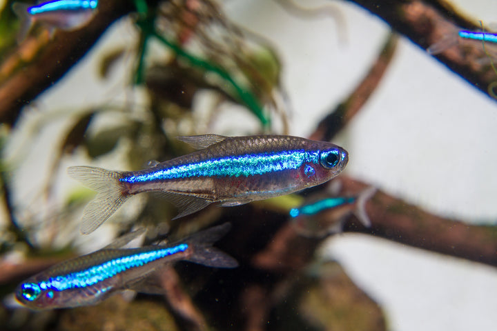Green Neon Tetra